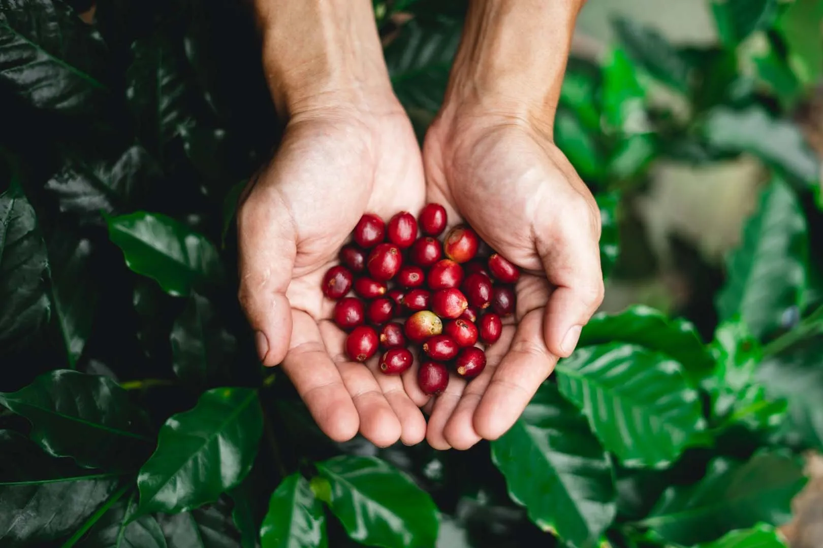 Café ratio: La clave para mejorar tu técnica de preparación